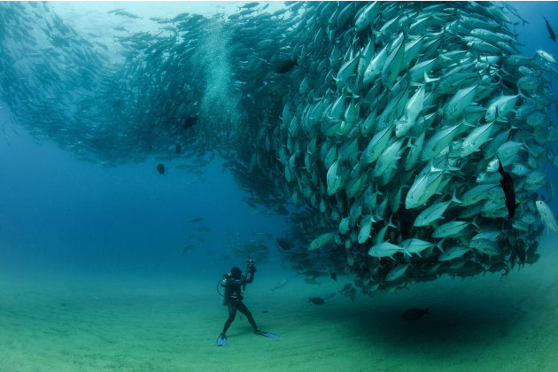 صور مذهلة لأسماك تعشق التصوير 0-CATERS-Diver-Takes-A-School-Photo-01-jpg_215006