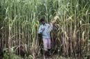A farmer removes dried grass from his sugarcane field in Muzaffarnagar