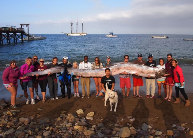 Esta
 foto, cortesía del Instituto Marino de la Isla Catalina, tomada el 13 de octubre del 2013 muestra al personal del instituto con una serpiente marina gigantesca hallada en las aguas de Santa Catalina, California (AP Foto/Catalina Island Marine Institute )