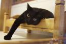 FILE - In this Tuesday, Aug. 4, 2015, file photograph, a black cat lounges on a small bed in Morristown, N.J. New Jersey could become the first state to prohibit veterinarians from declawing cats. The bill's sponsor said declawing is “a barbaric practice” that more often than not is done for convenience. The American Veterinary Medical Association opposes the law and said declawing is a last option if behavior modification fails. (AP Photo/Mel Evans, File)