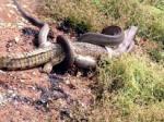 Cobra engole crocodilo após cinco horas de luta