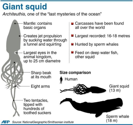 Graphic fact file on eight metre giant squid