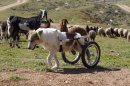 Photos: Wheel, boy! Paralyzed herding dog gets second chance