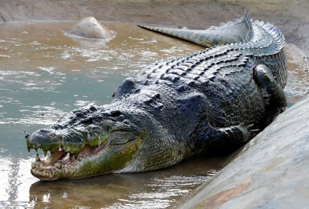 Lolong, a one-tonne, 6.17 metres crocodile believed to be the biggest to have ever been caught, is seen in a caged pen in the southern Philippine town of Bunawan, on September 21, 2011. Lolong has died, 17 months after the suspected man-eater was hunted down and put on display for tourists, according to his caretakers