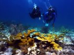 Biologist fights to restore Fla. coral reefs