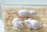 Cientistas americanos descobriram uma forma de reverter a síndrome de Down em ratos de laboratório