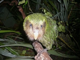 El kakapo, un curioso loro de Nueva Zelanda salvado de la extinción  Photo_1340248599415-1-0