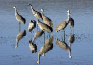 This undated image provided by the Bosque del Apache National Wildlife Refuge shows sandhill cranes at the refuge near Socorro, N.M. Biologists at the refuge are expecting record numbers of migrating birds this year due to severe drought conditions in neighboring Texas. (AP Photo/Courtesy of Marvin Jana Svobodova, Bosque del Apache National Wildlife Refuge)