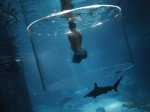 Nick Vujicic swims with sharks in Sentosa
