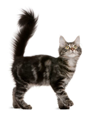 Interpreting Cat Tails