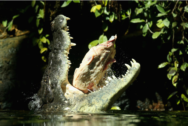 Croc Eats Golfer