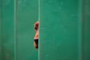 An Irish Setter looks out from its pen on the first day of the Crufts dog show at the National Exhibition Centre in Birmingham, central England on March 5, 2015