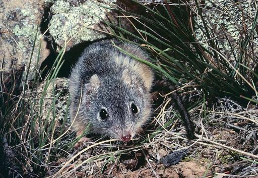 The rodent-like animal Antechinus Flavipes, which is one of a small number of mammals that die after mating