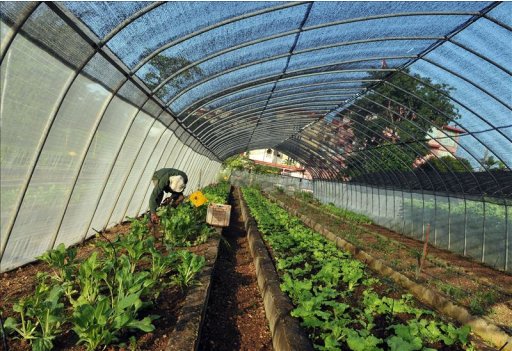 En Cuba, un 70,5 por ciento del área agrícola total está en manos del sector cooperativo y campesino, ya sea como dueño o usufructuario. EFE/Archivo