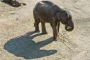 File picture shows an elephant in its enclosure on March 20, 2014 at the Smithsonian's National Zoo in Washington, DC