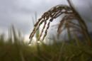 FOR STORY 'INDIA MONSOON' BY KATY DAIGLE FILE - In this May 25, 2015 file photo, drops of rain hang from the tip of a rice stalk before harvest in Burha Mayong village, about 50 kilometers (31 miles) east of Gauhati, India. The all-important monsoon forecast is a national priority, with more than 70 percent of India's 1.25 billion population relying on it to plan when they will sow their seeds and harvest their crops. A new study led by oceanographer Evan Weller, and released Friday by the journal Science Advances, shows that man-made climate change is responsible for most of the change seen in ocean surface temperatures near the equator across Asia, which in turn affect regional rainfall patterns including the Indian monsoon.((AP Photo/Anupam Nath, File)