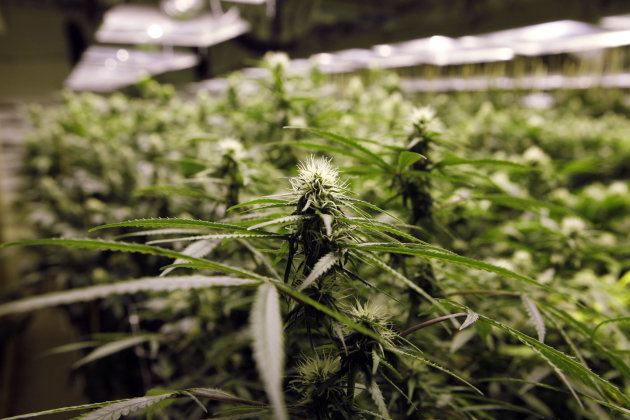 Associated Press/Ed Andrieski - Marijuana plants flourish under the lights at a grow house in Denver, Thursday, Nov. 8, 2012.