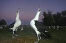 FILE — In this Dec. 13, 2005 file photo, two Laysan albatross do a mating dance on Midway Atoll in the Northwestern Hawaiian Islands. The Battle of Midway was a major turning point in World War II's Pacific theater. But the remote atoll where thousands died is now a delicate sanctuary for millions of seabirds, and a new battle is pitting preservation of its vaunted military history against the protection of its wildlife. Midway, now home to the largest colony of Laysan albatross on Earth, is on the northern edge of the recently expanded Papahanaumokuakea Marine National Monument, now the world's biggest oceanic preserve. (AP Photo/Lucy Pemoni, File)