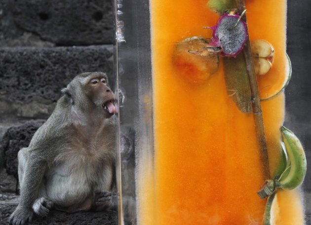 A monkey licks a block of ice with fruits encased in it during the annual Monkey Buffet Festival, in Lopburi