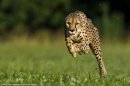Wow! 11-Year-Old Cheetah Breaks Land Speed Record