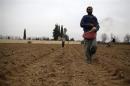 Farmers plant wheat in eastern al-Ghouta, near Damascus