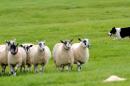 A sheepdog herds a flock in Lowther, northwest England, on September 13, 2009