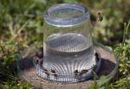 In this Wednesday, May 15, 2013 photo, bees gather at a glass filed with a solution containing traces of explosives, during a scientific experiment at the Faculty of Agriculture at Zagreb University. Croatian researches, working on a unique method to find unexploded mines that are littering their country and the rest of the Balkans, are confident they can use bees for detecting land mines. (AP Photo/Darko Bandic)