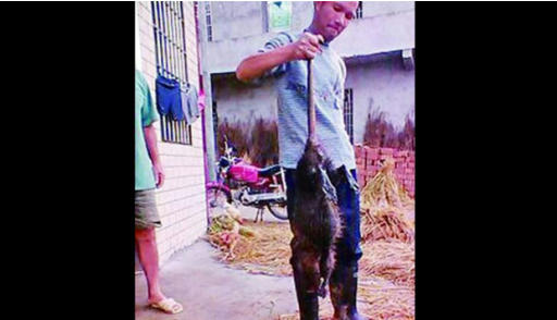 Tikus Raksasa Seberat 5 Kg Ditangkap di Cina  