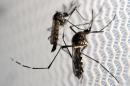 Aedes aegypti mosquitoes are seen inside Oxitec laboratory in Campinas, Brazil