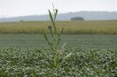 A lone corn stalk is seen in a soybean field on a farm in Coatsville Maryland