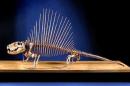 Handout of a skeleton of a Dimetrodon, an ancient relative of mammals,