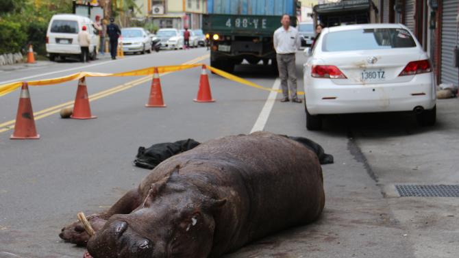 An injured hippo lies on the ground after it jumped from a truck in Miaoli county, Taiwan, while being transported to a farm