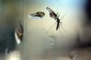 Zika is borne by the Aedes aegypti mosquito found in Latin America and the Caribbean, regions still in the grip of an outbreak of the virus linked to brain damage in babies and neurological diseases in adults