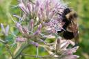 Handout photo of a rusty patched bumble bee