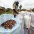 Man sews up sacks full of cocoa beans for sale in Daloa