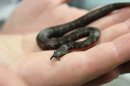 8 Bizarre Tentacled Snakes Born at National Zoo