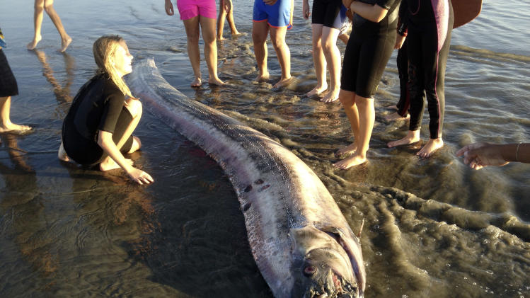 This Friday Oct. 18, 2013 image provided by Mark Bussey shows an oarfish that washed up on the beach near Oceanside, Calif. This rare, snakelike oarfish measured nearly 14 feet long. According to the Catalina Island Marine Institute, oarfish can grow to more than 50 feet, making them the longest bony fish in the world. (AP Photo/Mark Bussey) MANDATORY CREDIT