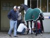 Preakness winner Oxbow is watched by trainer D. Wayne Lukas after a light workout, Tuesday, June 4, 2013 at Belmont Park in Elmont, N.Y. Oxbow is entered in Saturday's Belmont Stakes horse race. (AP Photo/Mark Lennihan)