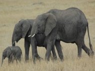 大象四種性格 有助險峻中生存