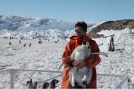 WHOI biologist Stephanie Jenouvrier readies an Emperor penguin chick (about 5 months old) for tagging during fieldwork in December 2011 in Terre Adélie.