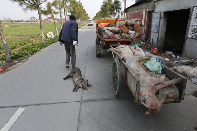 A worker drags a dead pig …