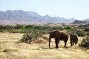 This June 17, 2014 photo shows elephants roaming in Torra Conservancy in Namibia. Namibia's conservancies give local communities a stake in conservation and development across the country, and a community in northwest Namibia formed a joint venture with a safari company to own and run Damaraland Camp in the Torra Conservancy. (AP Photo/Donna Bryson)