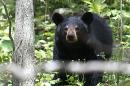 A black bear is seen in the Shenandoah National Park in Virginia