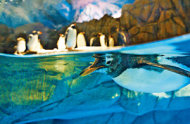 今年7月海洋公園冰極天地的企鵝館，被遊客投訴太凍，令人啼笑皆非。　　（資料圖片）