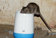 Chuột hoành hành trong bệnh viện Chuot-2_061844