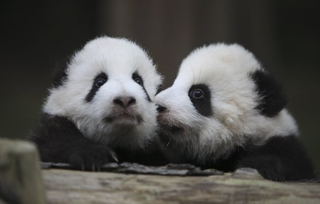 Giant panda cubs lie on a …