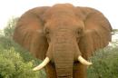 Poachers Killed More than 100,000 Elephants in 3 Years
