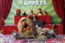 Muppet characters at ceremonies honoring the Muppets with a star on the Hollywood Walk of Fame in Hollywood