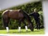 Kentucky Derby winner Orb is seen past a wooden fence as he grazes with exercise rider Jennifer Patterson after arriving at Pimlico Race Course in Baltimore, Monday, May 13, 2013. Orb is scheduled to run in the Preakness Stakes on May 18. (AP Photo/Patrick Semansky)