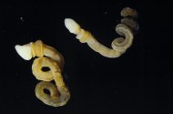 The modern acorn worm <i>Harrimania planktophilus</i>. The acorn worms are about 1.2 inches (32 millimeters) long when uncoiled.